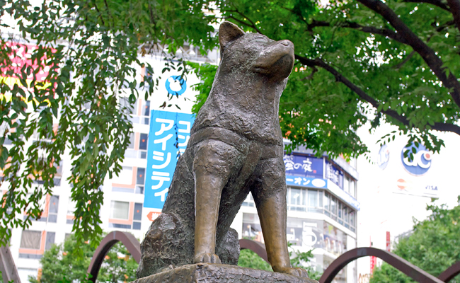 Shibuya Crossing & Hachiko